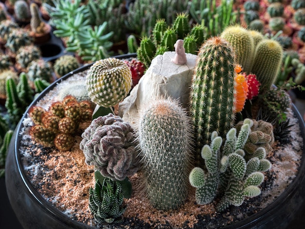 Decorare le piante del deserto in vasi.