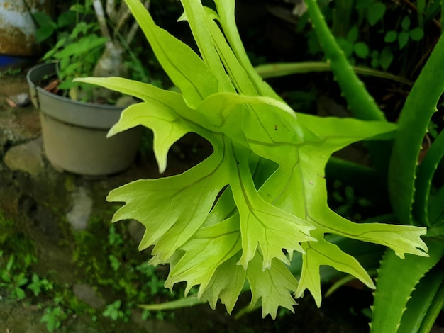 Decorato con foglia verde sullo sfondo del giardino