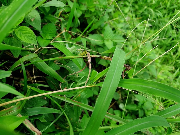 Decorato con piante erbacee sullo sfondo della fattoria bellissima natura