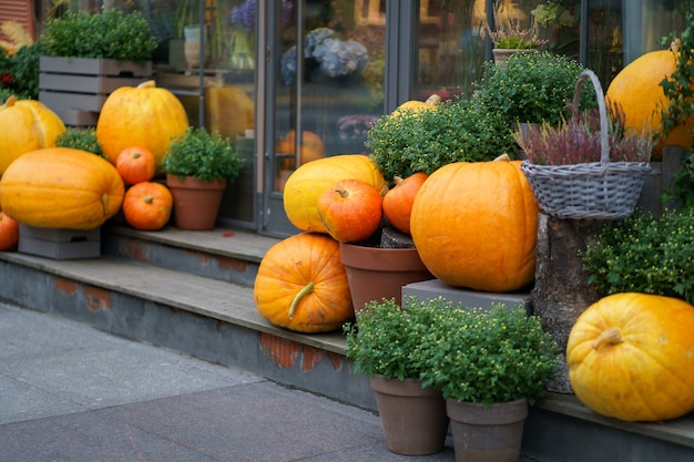 Decorazione autunnale con zucche e fiori fuori dal negozio di fiori halloween e giorno del ringraziamento