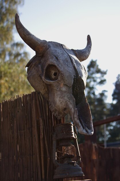 Decorazione che imita il teschio di un animale con le corna con una lampada a cherosene arrugginita appesa al recinto