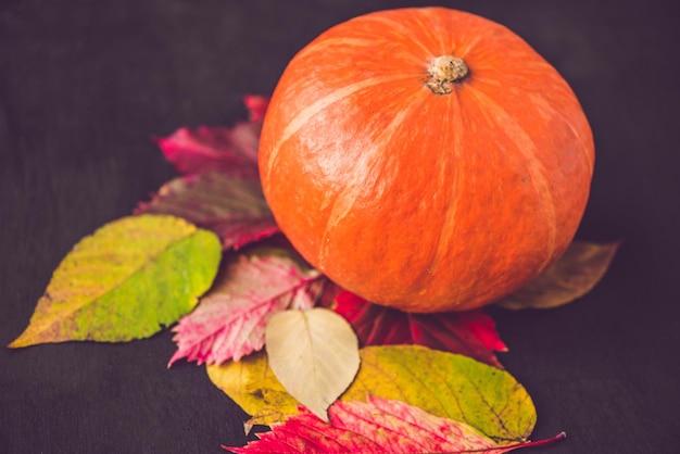 Decorazione della stagione autunnale per il Ringraziamento o Halloween