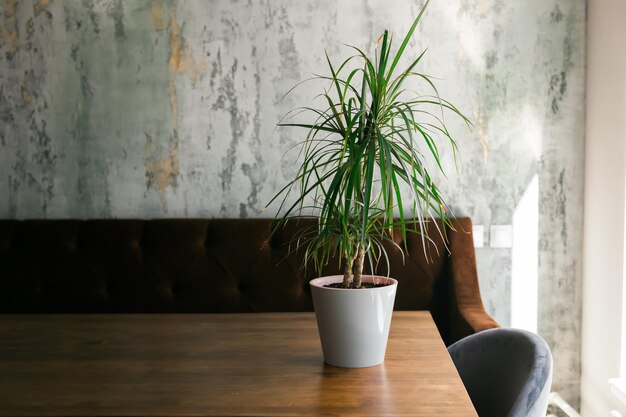 Decorazione della stanza o del ristorante con pianta nello spazio della copia del vaso