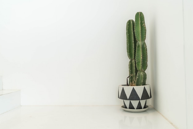 decorazione di cactus in casa