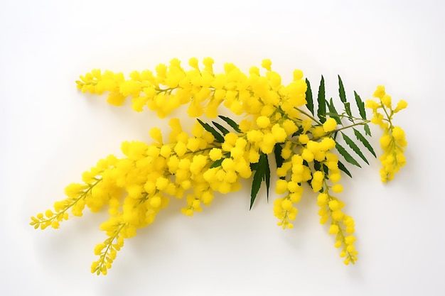 Decorazione di fiori di mimosa per la giornata delle donne