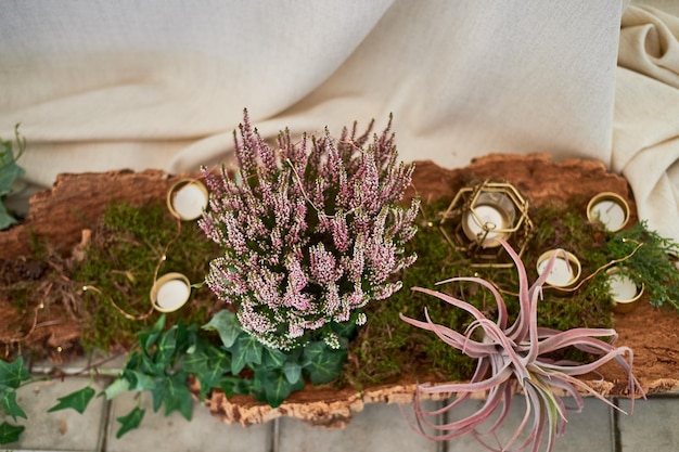 Decorazione di nozze Vecchia corteccia d'albero decorata con candele e fiori di muschio