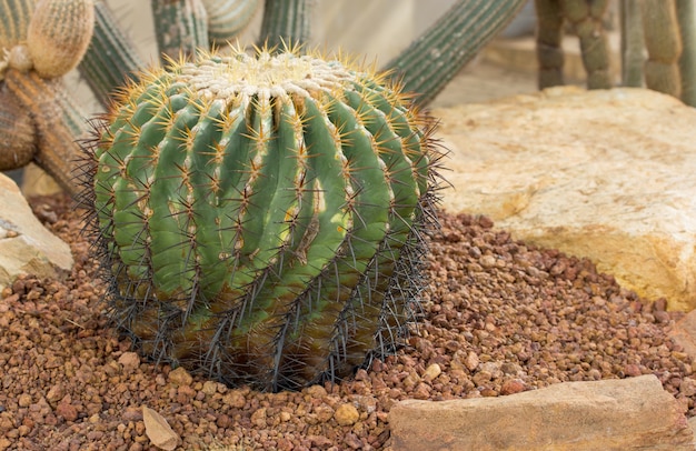 decorazione di piante di cactus in giardino