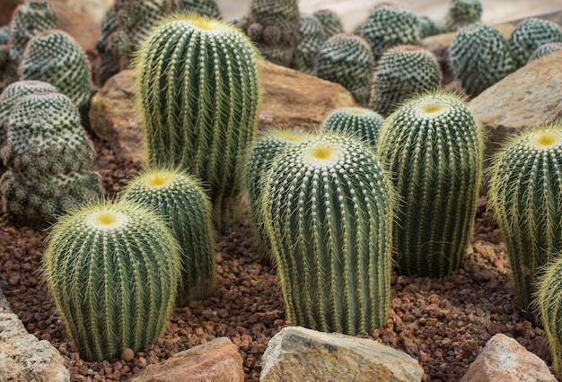 decorazione di piante di cactus in giardino