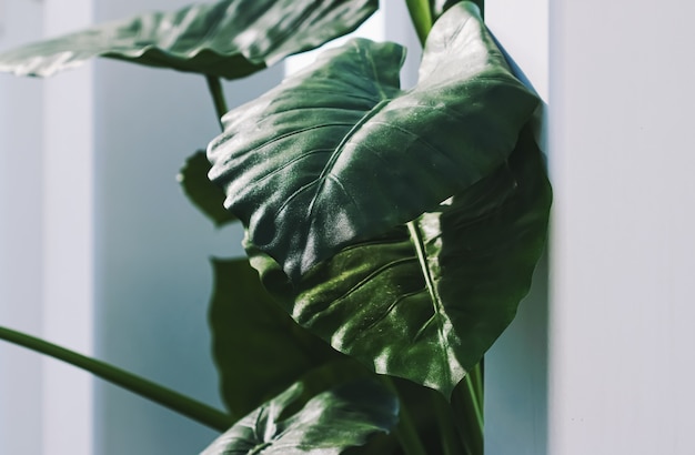 Decorazione di piante di foglie verdi in interni bianchi moderni