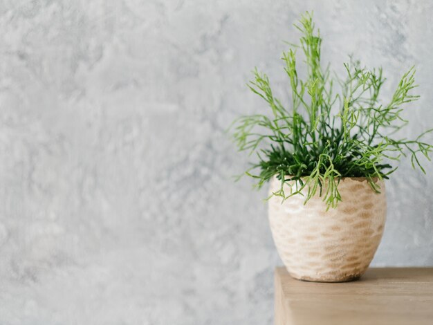 Decorazione di piante domestiche. Idea di design. Vaso di fiori con pianta d'appartamento.