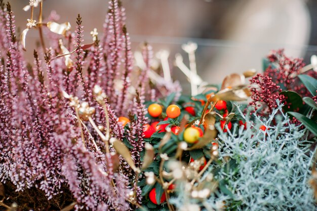 Decorazione di piante natalizie