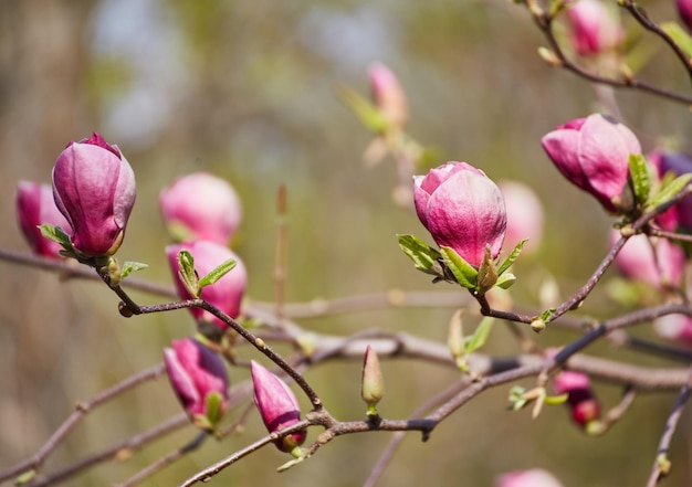 Decorazione di pochi fiori di magnolia fiore di magnolia rosa Magnolia