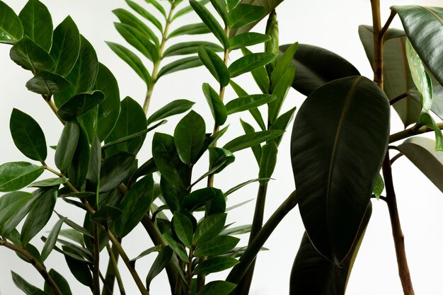 Decorazione domestica del giardino dell'interno su bianco