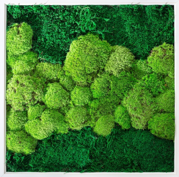 Decorazione murale verde cladonia rangiferina muschio di renne