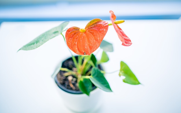 decorazione pianta da interno