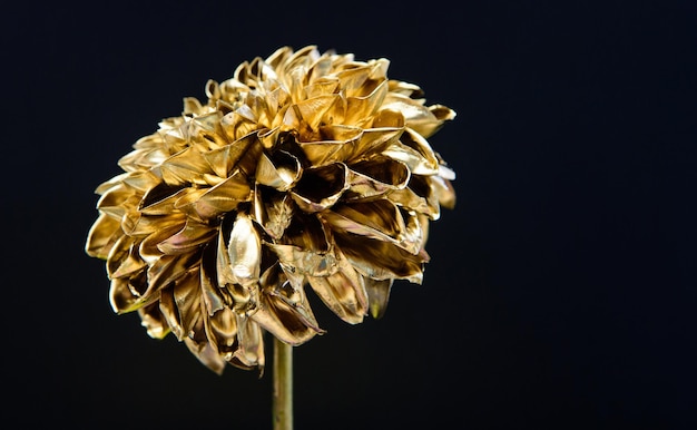 Decorazione pianta dorata per la casa. fiore di crisantemo dorato. ricchezza e ricchezza. attività di floristica. Oro d'epoca. lusso e successo. decorazione antica metallizzata. naturale bellezza retrò.