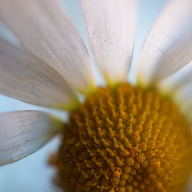 decorazione romantica del fiore della margherita bianca nella natura