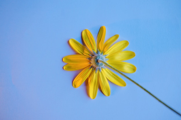 decorazione romantica petali di fiori gialli nella natura