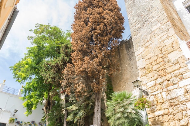 Decorazione, strade strette e tipiche di Marbella, pareti bianche con balconi floreali in Andalusia Spagna