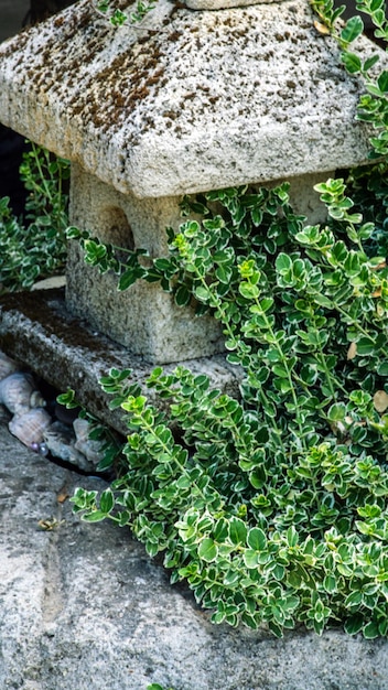 Decorazioni da giardino fatte di pietre e sculture in pietra tra bei verdi