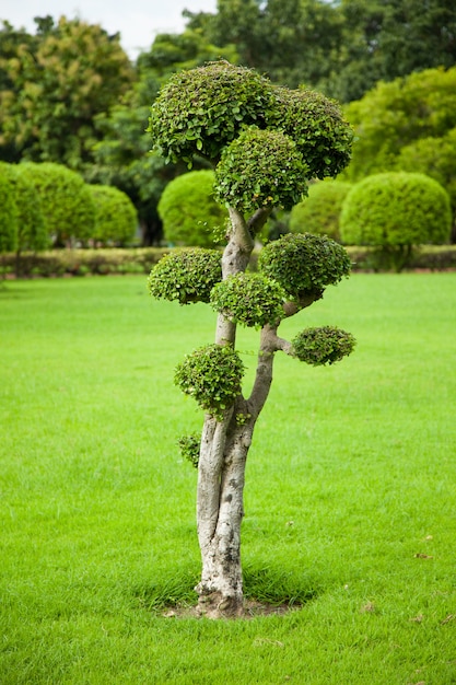 Decorazioni di alberi.