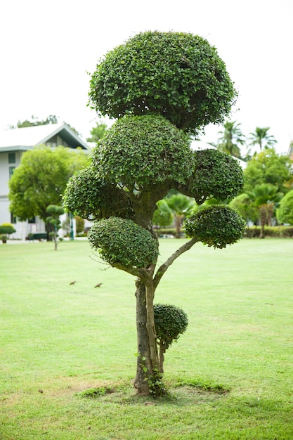 Decorazioni di alberi.