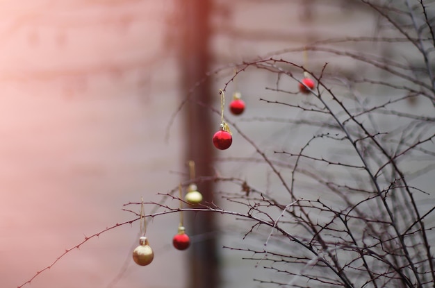 Decorazioni di palline di Natale rosse e dorate sul ramo sullo sfondo del giardino sul retro