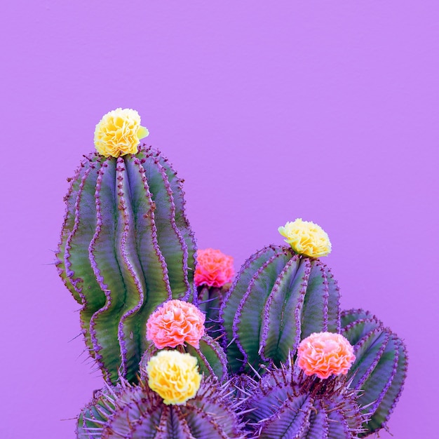 Decoro di cactus e rose. Concetto di amante dei cactus alla moda minimale