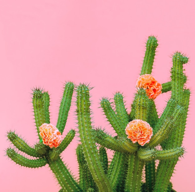 Decoro di cactus e rose. piante sul concetto rosa