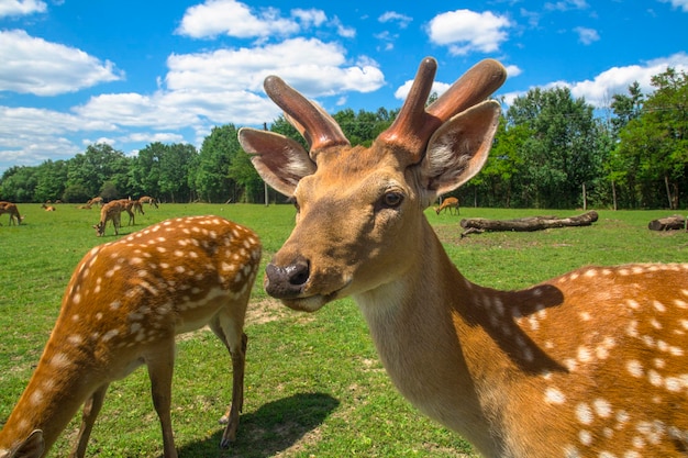 Deer farm animali selvatici al pascolo in una giornata estiva