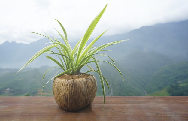 Defocused della felce in vaso delle coperture della noce di cocco sul pavimento di legno.