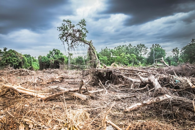 Deforestazione danni ambientali foresta pluviale tropicale distrutta per la costruzione