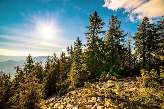 Deforestazione della foresta di conifere con pini secolari che crescono negli altopiani contro montagne lontane in una luminosa giornata di sole in autunno