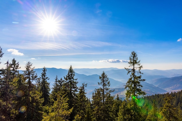 Deforestazione della foresta di conifere con pini secolari che crescono negli altopiani contro montagne lontane in una luminosa giornata di sole in autunno