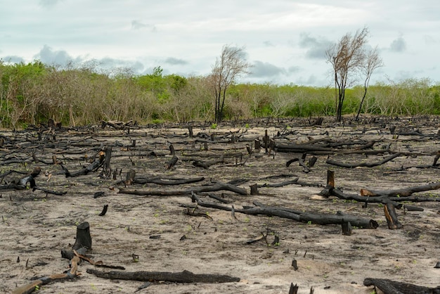 Deforestazione della foresta nativa a Camocim Ceara Brasile il 25 gennaio 2023