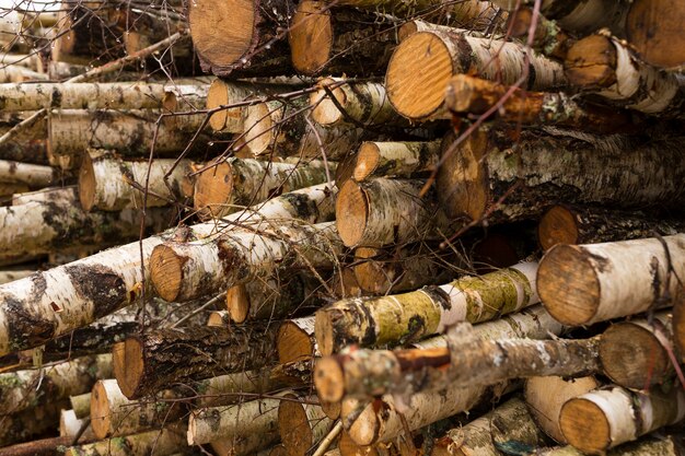 Deforestazione, distruzione della foresta. Raccolta del legname. Pila, pila di molti tronchi segati di pini e betulle. Foto di alta qualità