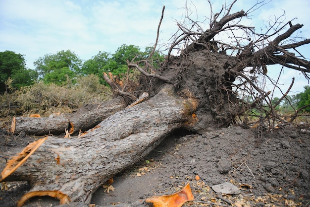 Deforestazione Distruzione di foreste di latifoglie Danno alla natura Europa