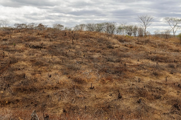 Deforestazione nella regione semiarida del bioma Caatinga del Brasile nord-orientale Paraiba Brasile