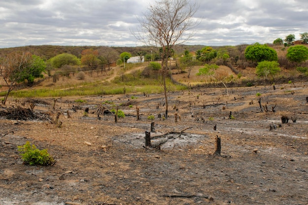 Deforestazione nella regione semiarida del bioma Caatinga del Brasile nord-orientale Paraiba Brasile