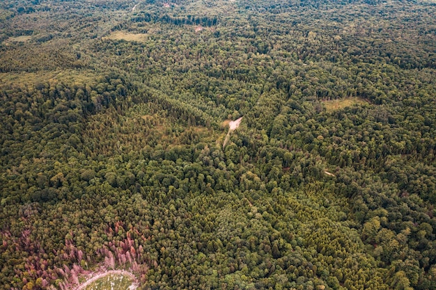 Deforestazione per totale disboscamento illegale vista dall'alto