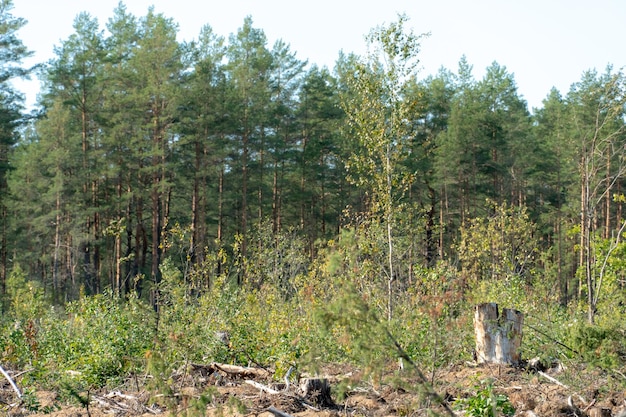 Deforestazione Un campo vuoto in una foresta senza alberi e molti ceppi Danno all'ambiente Risorse rinnovabili Vendita di legname