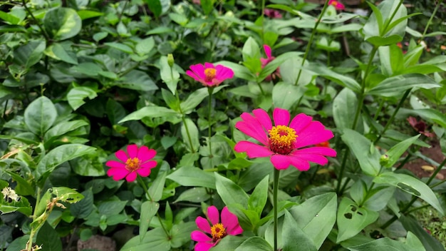 Dei bei fiori rosa tra le foglie verdi 04