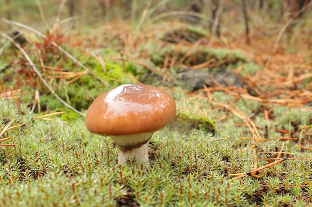 Dei bei funghi nel muschio verde