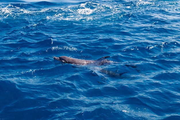 Delfini che nuotano nel Mar Rosso