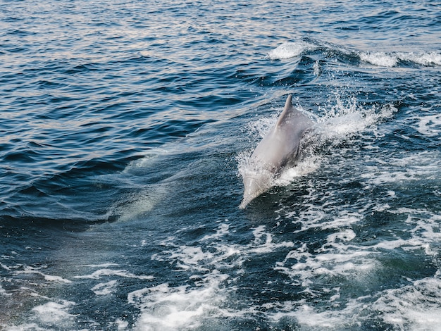 Delfini che nuotano nelle onde del mare. Fiordi dell&#39;Oman