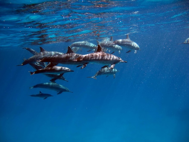 Delfini. Delfino filatore. Stenella longirostris è un piccolo delfino,