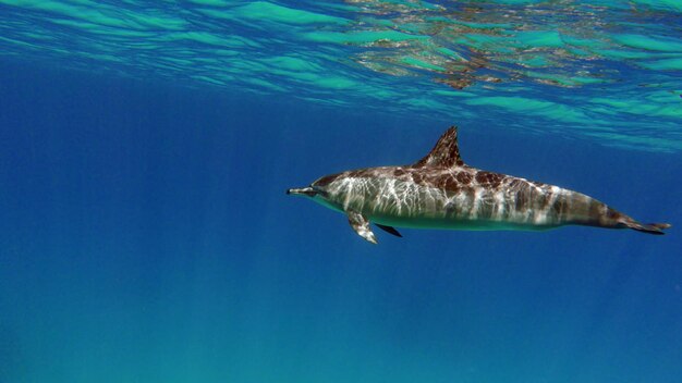 Delfini. Delfino filatore. Stenella longirostris è un piccolo delfino.