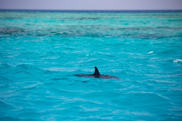 Delfini in acqua nelle isole delle Maldive