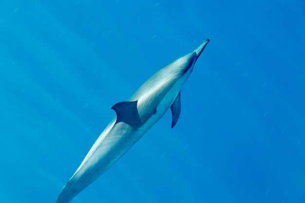 Delfini spinner al largo di Kauai