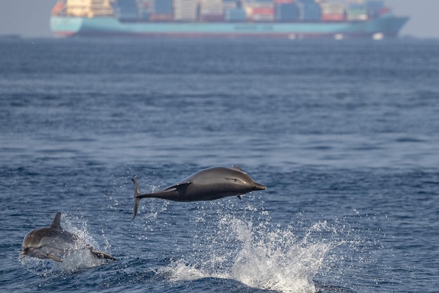 Delfino a righe mentre salta nel mare blu profondo